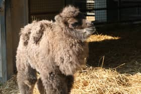 Yorkshire Wildlife Park is experiencing a camel baby boom