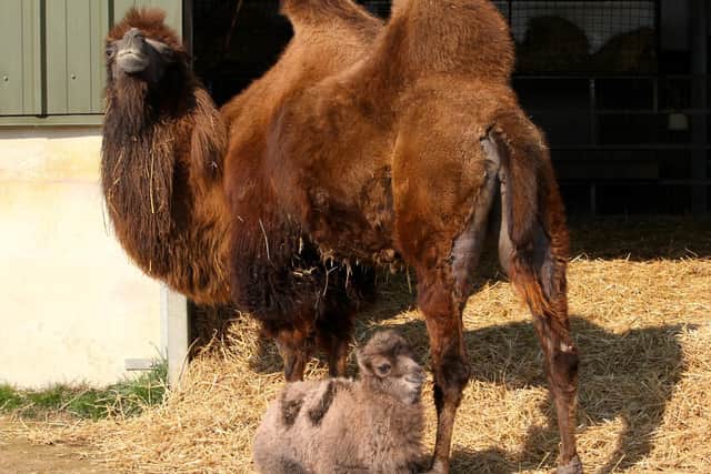 The camels will grow up together