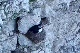 Puffin spotted on the Yorkshire coast by RSPB volunteer Rich Berry