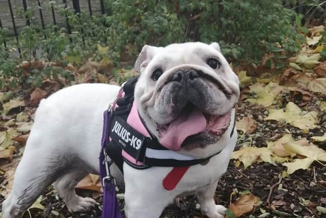 Miss Pickles is a bulldog who had severe breathing difficulties, and had to have a life-saving operation