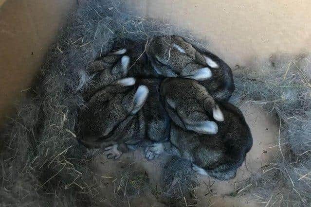 The baby bunnies still had their eyes closed
