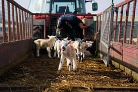 There are calls for Britain's farming and food industry to become more self-sufficient following the Ukraine crisis.