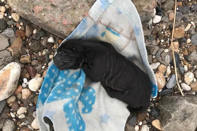The body of the dog was found wrapped in a children's blanket