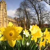 Daffodils bring a sense of Spring to Beverley Minster. Photo: Simon Hulme. 

Technical details: Nikon D5 camera, 12mm lens, exposure 250th sec at f16, iso 200.