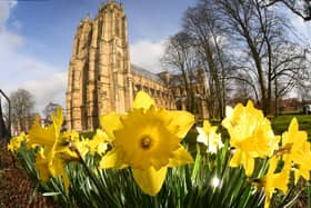 Daffodils bring a sense of Spring to Beverley Minster. Photo: Simon Hulme. 

Technical details: Nikon D5 camera, 12mm lens, exposure 250th sec at f16, iso 200.