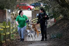 The boarding kennels business helps to keep the animal sanctuary afloat