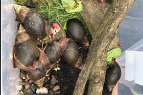 Although they had been put in a large tupperware box with soil and vegetation, they also need a humid living environment with a temperature maintained over 20C - so these snails were lucky to survive.