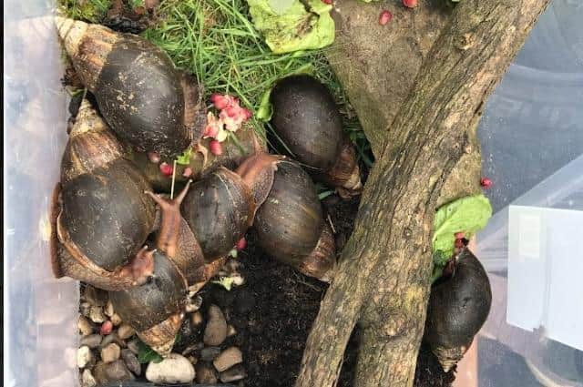 Although they had been put in a large tupperware box with soil and vegetation, they also need a humid living environment with a temperature maintained over 20C - so these snails were lucky to survive.
