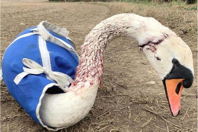 One of the injured swans is making a recovery after being blasted by shotgun pellets.