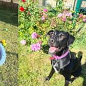 Layla, aged four, was taken in by the RSPCA Sheffield Animal Centre in January 2020 after she was rescued from a house in Knottingley.