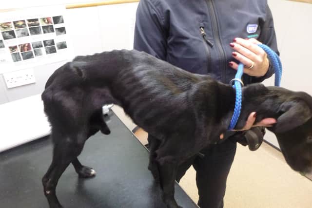 A veterinary examination found Layla had a body score of one out of nine (with one being the lowest) - which is an emaciated state.