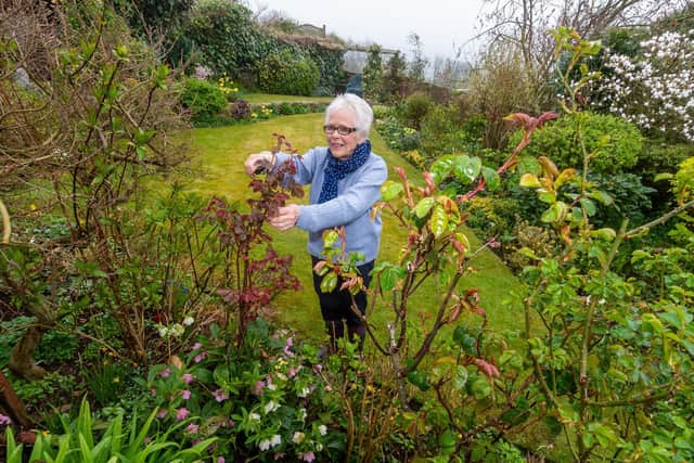 Crayke Open Gardens and Village Event held on Sunday 3rd April 2022 between 11am - 5pm. Pictured Gill Jackson, one of a number of home owners opening their garden to the public. Picture: James Hardisty