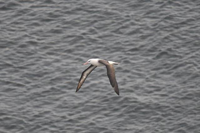 The albatross (photo: Martin Gill Jones)