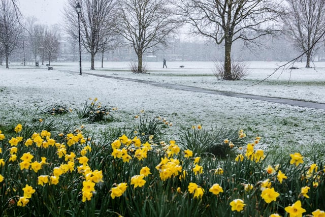 The daffodils are out, but there is snow on the ground too!