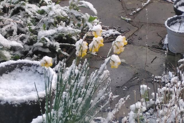 Spring had started to bloom... but then the snow came to Huddersfield.. [Image: @diversitypruk]