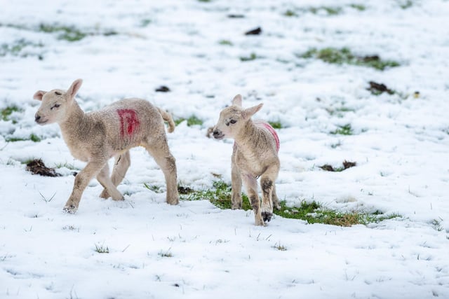 Lambs in North Yorkshire who must be surprised by the appearance of snow