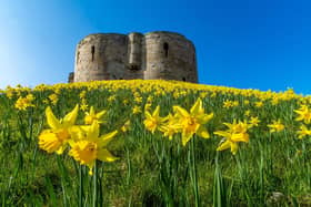 The golden sight of thousands of Daffodils soaking up the sun on the bank of Clifford's Tower, York. Photo: James Hardisty 

Technical details:  Camera Nikon D4, lens Nikon 12-24mm, shutter speed 1/125 sec, aperture f/16, ISO 200.