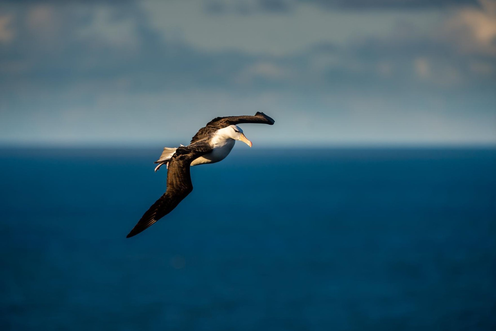 Schwarzbrauner Albatros: Fantastische Fotos zeigen seltene Besucher im vollen Flug an den RSPB Bempton Cliffs