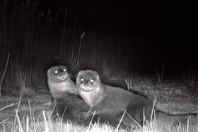 The otters were caught on camera