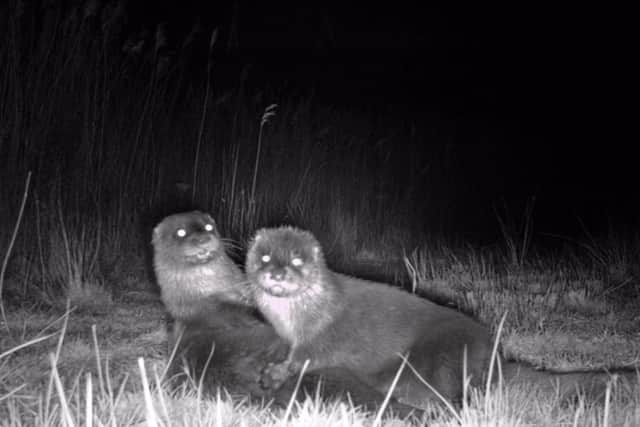 The otters were caught on camera