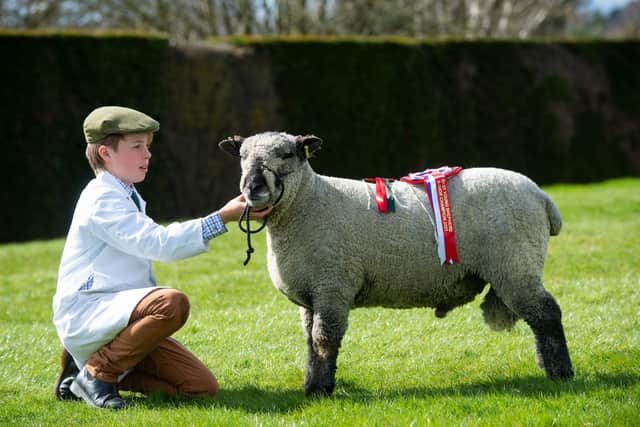 Thomas Nash, with Windsor Benji, 12, from Somerset, winner of the young handler competition at Springtime Live at the Great Yorkshire Show Ground, Harrogate. Picture: Bruce Rollinson