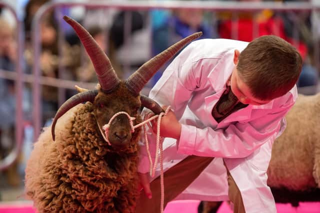 Charlie Whybrow, 8, from Bedford with his Manx Loaghtan during the Young Handler Competition at Springtime Live at the Great Yorkshire Show Ground, Harrogate. Picture: Bruce Rollinson