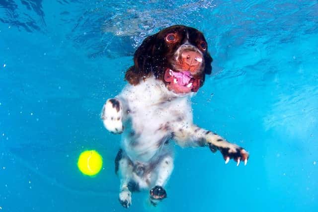 Lucy Ray, from Starfish Photography, captures magical shots of babies and children splashing around at swimming lessons, mothers-to-be relaxing in the pool as well as wildlife and the odd spaniel chasing a ball.