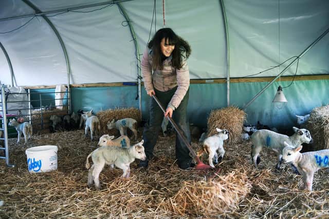 Molly collects orphaned lambs from other farmers