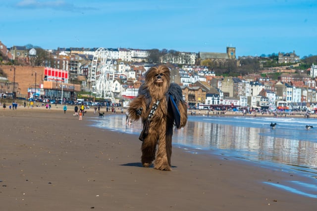Gavin Hobden, a member of the Scarborough Garrison, dressed at Chewbacca, takes time out from the event to participate in a a spot of surfing on Scarborough South Bay, whilst helping to raise money for Cancer Research UK.
