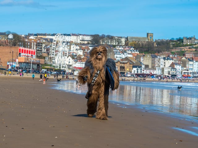 Gavin Hobden, a member of the Scarborough Garrison, dressed at Chewbacca, takes time out from the event to participate in a a spot of surfing on Scarborough South Bay, whilst helping to raise money for Cancer Research UK.
