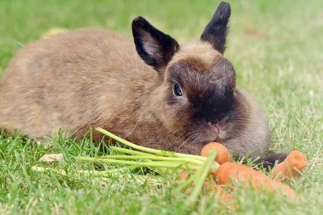 One letter writer is urging people not to buy rabbits for Easter.