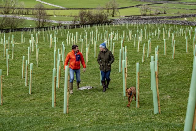 What looks like a field of tree protectors is set to become woodland over the next 15 years in a scheme that landowners in the Yorkshire Dales are being encouraged to sign up to.
Richard Hinds and his family have teamed up with the Yorkshire Dales National Park (YDNP) and The Woodland Trust which will create tree-planting and native woodlands at levels not seen in the region for hundreds of years.