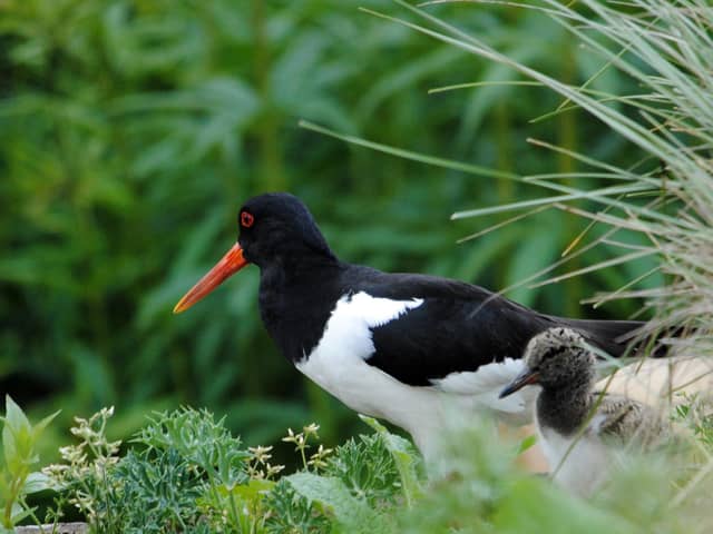 An Oystercatcher with chick, as dogwalkers are being urged to keep their pets on a short lead to help protect ground-nesting birds in wild places this spring and summer