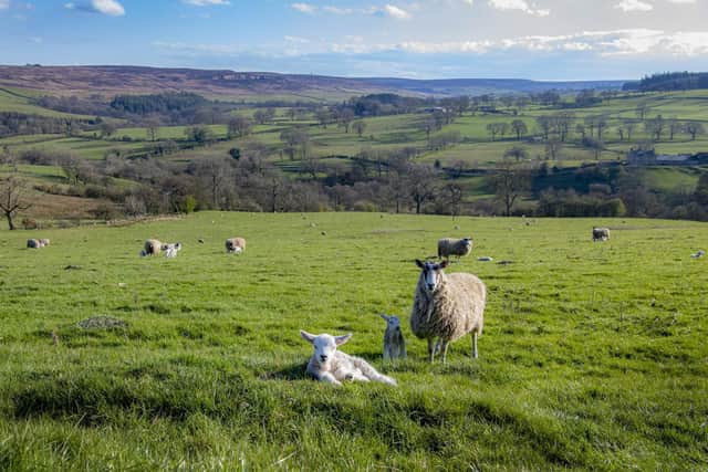 Ewes with their lambs graze in Colsterdale in the Nidderdale Area of Outstanding Beauty near Pateley Bridge. Image: Tony Johnson