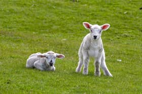 New-born lambs and pregnant ewes are at peak vulnerability now and NFU Mutual is worried that grown-up ‘pandemic puppies’ could cause even greater carnage this Easter if let off-lead in the countryside.