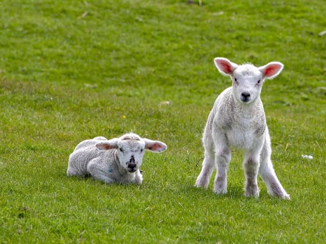 New-born lambs and pregnant ewes are at peak vulnerability now and NFU Mutual is worried that grown-up ‘pandemic puppies’ could cause even greater carnage this Easter if let off-lead in the countryside.