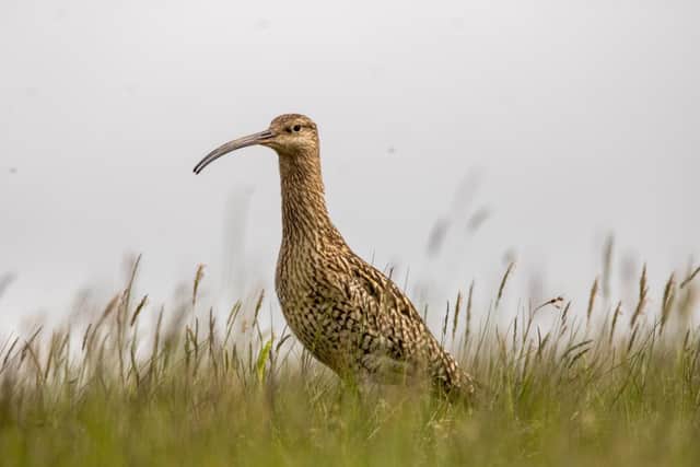 An adult curlew on the Swinton Estate