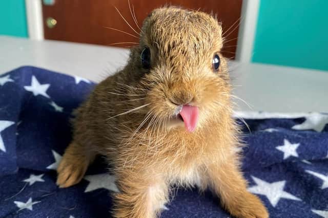 Spring has sprung: Ten adorable photos of the baby animals being cared for  by RSPCA | Yorkshire Post