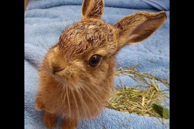 A sweet little leveret was hand-reared by experts at East Winch Wildlife Centre, in Norfolk, after being brought in by a member of the public whose son spotted him hiding under the equipment at a park in Sedgeford.