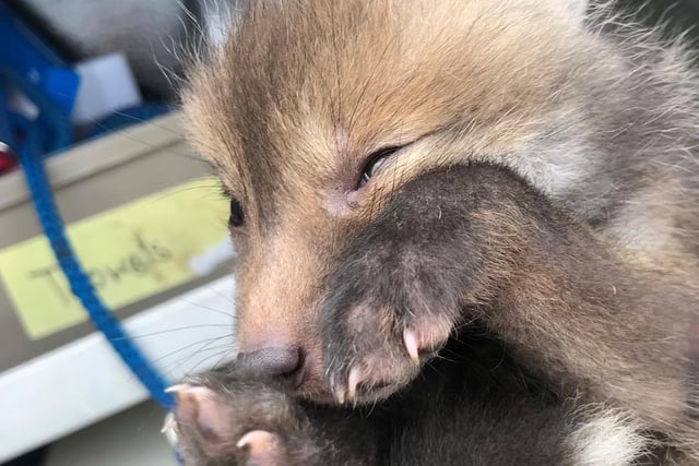 An RSPCA rescuer was called out to concerns about a fox cub in Stourport, Worcestershire. The tiny orphaned fox was found crawling along the verge prompting fears she had been orphaned. She was taken into care and is now being hand-reared at Cuan Wildlife Centre, in Shropshire.