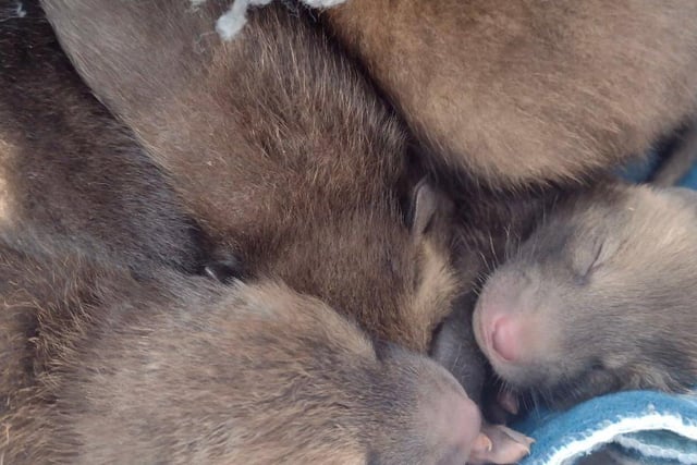 A litter of six fox cubs were rescued by an off-duty vet who was out walking in Swaffham, Norfolk, when she heard them crying under a bush near to their mother who had sadly been killed on the road.