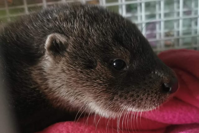 An otter pup was found by a member of the public near a bridge in Boston, Lincolnshire, all alone. They took him to a local vet who called the RSPCA for help.