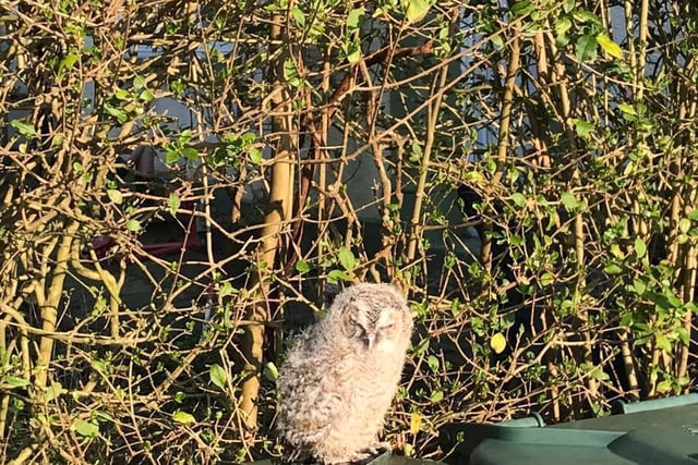 Animal rescue officer Helen Chapman was called out to two owlets who’d been spotted in Rochdale, Lancashire, just minutes apart.