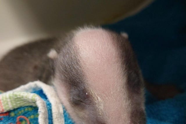 A tiny badger cub was found by a dog and brought in by the dog’s concerned owner. Experts fear he’d been displaced from his sett by another badger or disturbed by another animal.