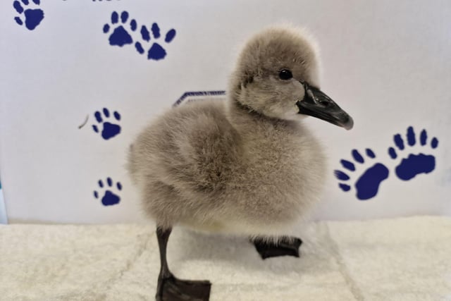 The East Winch Wildlife Centre team, in Norfolk, is looking after an adorable cygnet who was rescued from Grantham, Lincolnshire, after being found alone. A member of the public grew concerned as the tiny bird was being harassed by cats and a wildlife casualty volunteer went to collect him.