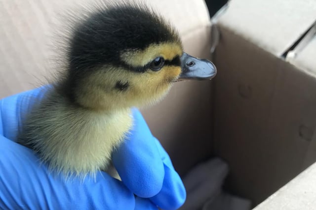The team at West Hatch Wildlife Centre, Somerset, are taking care of a number of baby animals, including their first duckling of the season who arrived in March having been found alone.