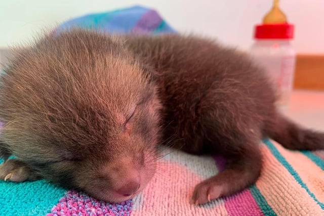 A tiny fox cub is being cared for by expert staff at West Hatch Animal Centre, in Somerset, after being found alone.