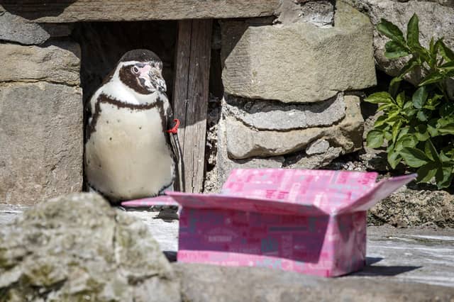 Rosie is believed to be the world's oldest penguin Picture: Danny Lawson/PA Wire