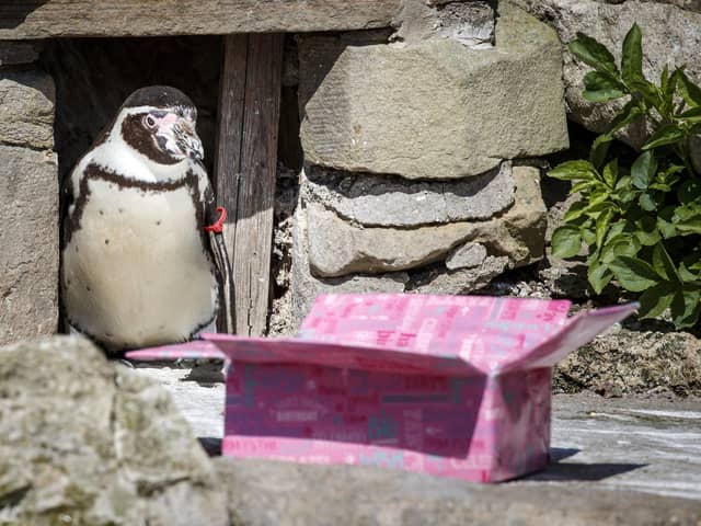 Rosie is believed to be the world's oldest penguin Picture: Danny Lawson/PA Wire
