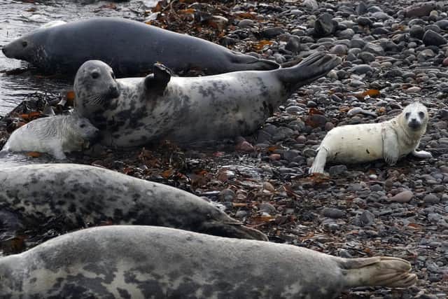 Seals on a British beach (file image)